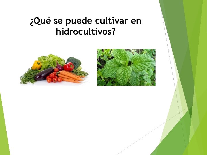 ¿Qué se puede cultivar en hidrocultivos? 