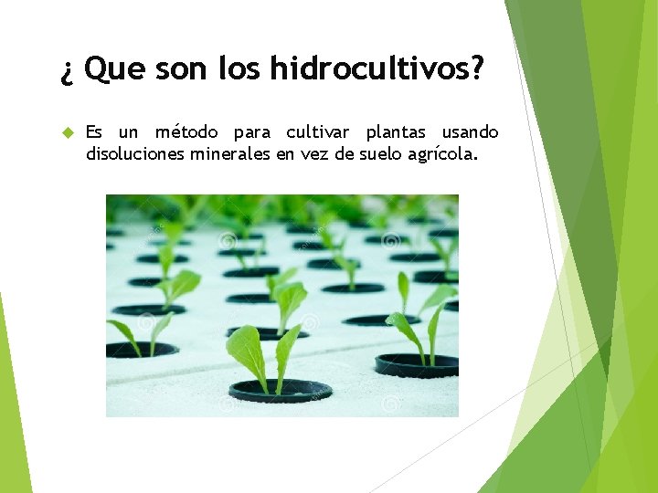 ¿ Que son los hidrocultivos? Es un método para cultivar plantas usando disoluciones minerales