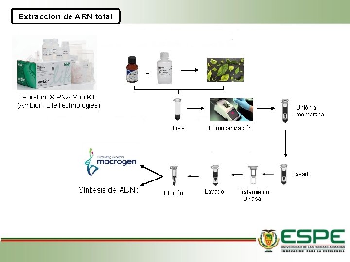 Extracción de ARN total + Pure. Link® RNA Mini Kit (Ambion, Life. Technologies) Unión