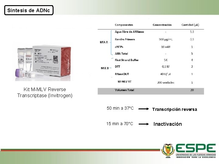 Síntesis de ADNc Kit M-MLV Reverse Transcriptase (Invitrogen) 50 min a 37°C Transcripción reversa