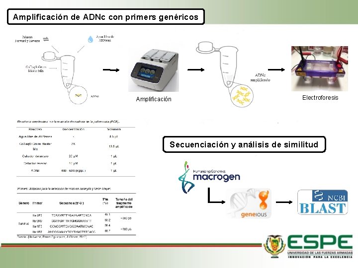 Amplificación de ADNc con primers genéricos Amplificación Electroforesis Secuenciación y análisis de similitud 