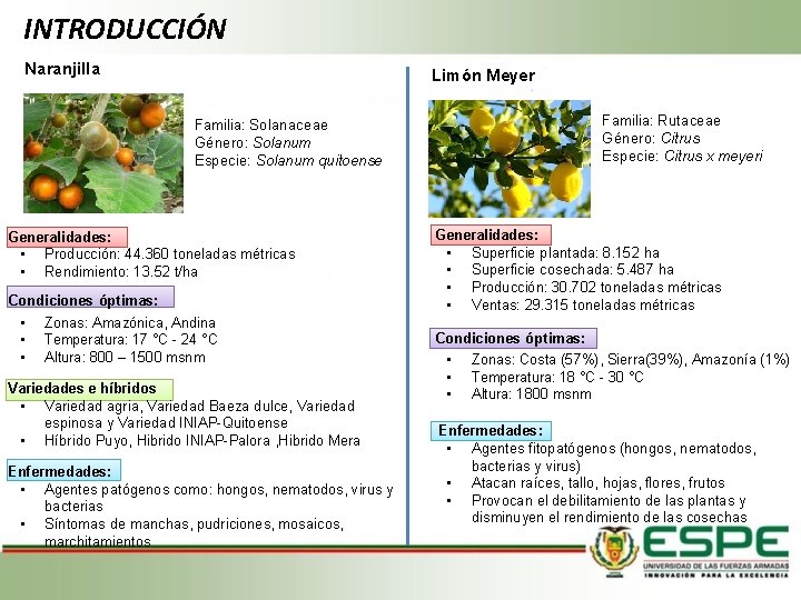 INTRODUCCIÓN Naranjilla Limón Meyer Familia: Rutaceae Género: Citrus Especie: Citrus x meyeri Familia: Solanaceae