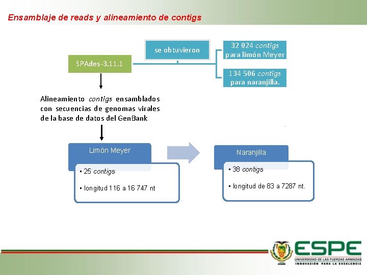 Ensamblaje de reads y alineamiento de contigs se obtuvieron SPAdes-3. 11. 1 32 024