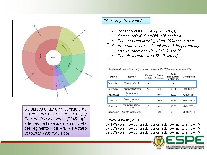 59 contigs (naranjilla) Se obtuvo el genoma completo de Potato leafroll virus (5912 bp)