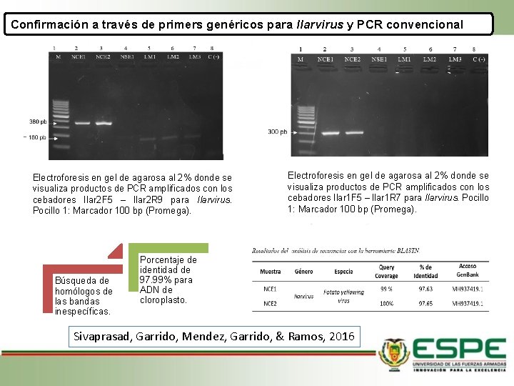 Confirmación a través de primers genéricos para Ilarvirus y PCR convencional Electroforesis en gel