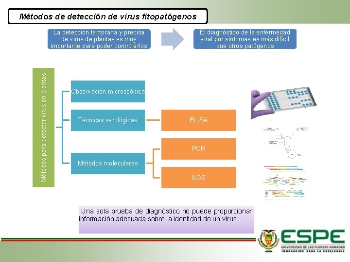 Métodos de detección de virus fitopatógenos Métodos para detectar virus en plantas La detección