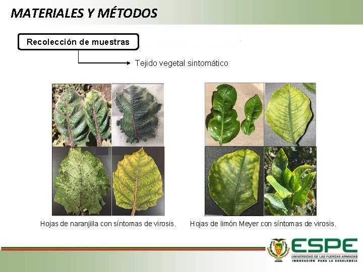 MATERIALES Y MÉTODOS Recolección de muestras Tejido vegetal sintomático Hojas de naranjilla con síntomas