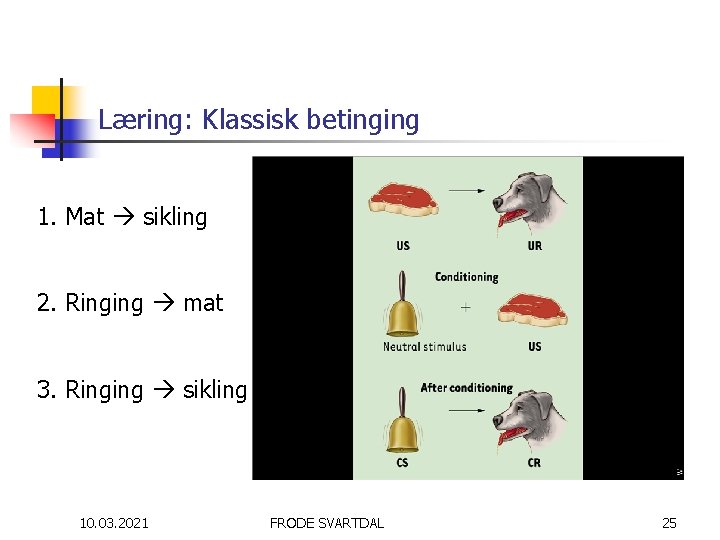 Læring: Klassisk betinging 1. Mat sikling 2. Ringing mat 3. Ringing sikling 10. 03.