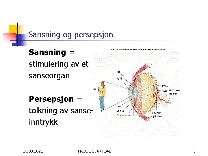 Sansning og persepsjon Sansning = stimulering av et sanseorgan Persepsjon = tolkning av sanseinntrykk
