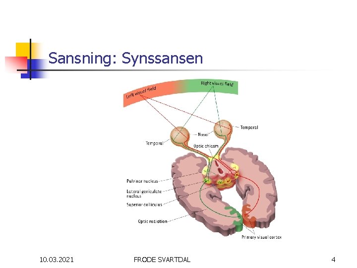 Sansning: Synssansen 10. 03. 2021 FRODE SVARTDAL 4 