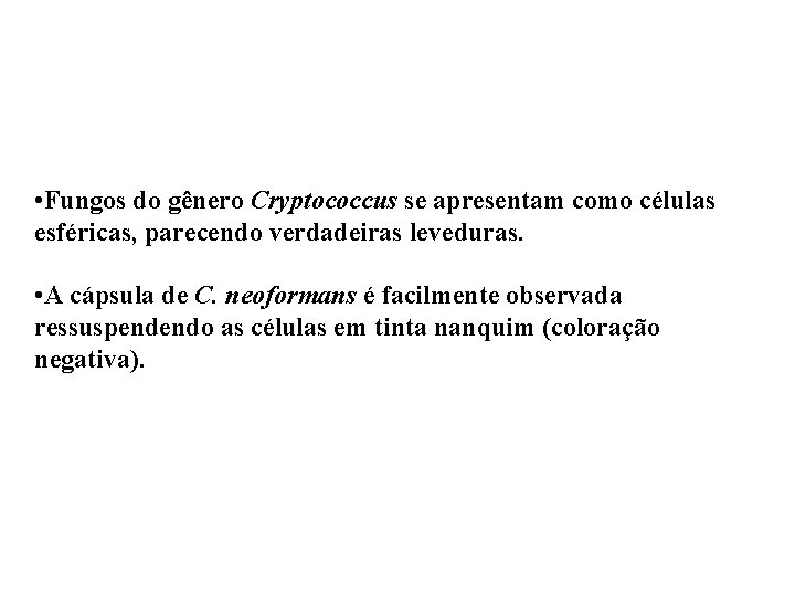  • Fungos do gênero Cryptococcus se apresentam como células esféricas, parecendo verdadeiras leveduras.