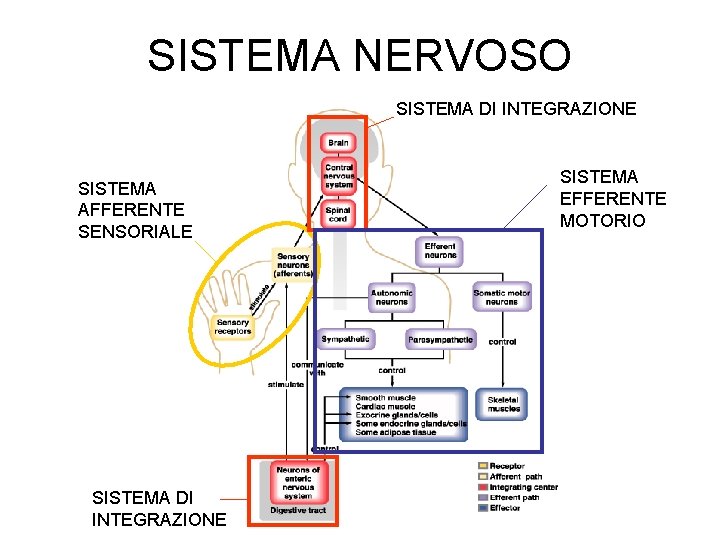 SISTEMA NERVOSO SISTEMA DI INTEGRAZIONE SISTEMA AFFERENTE SENSORIALE SISTEMA DI INTEGRAZIONE SISTEMA EFFERENTE MOTORIO