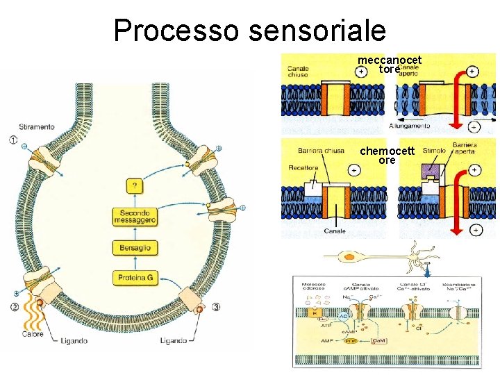 Processo sensoriale meccanocet tore chemocett ore 