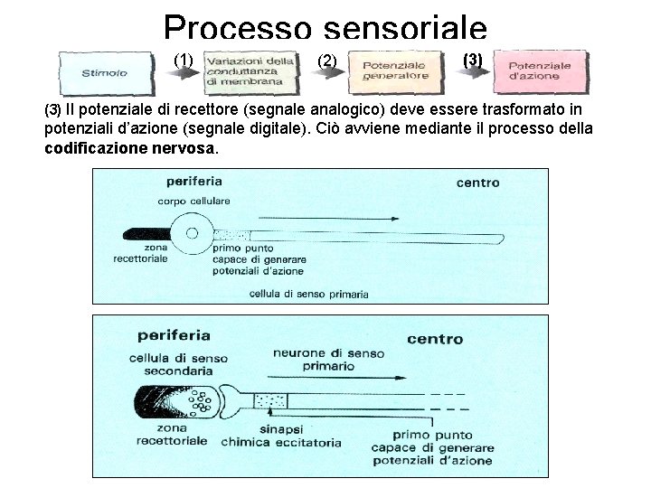 Processo sensoriale (1) (2) (3) Il potenziale di recettore (segnale analogico) deve essere trasformato