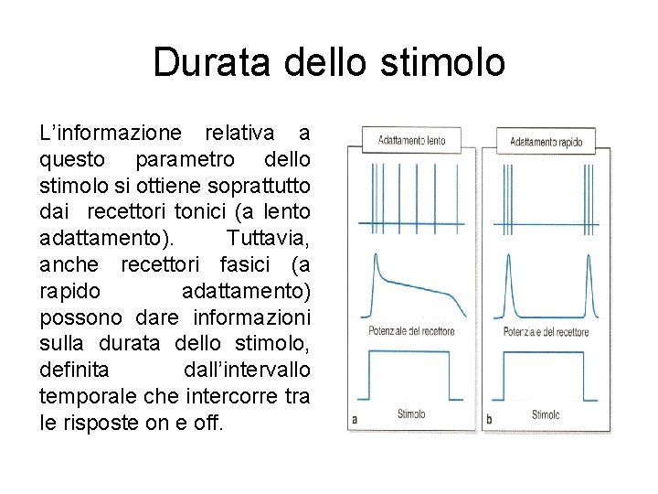 Durata dello stimolo L’informazione relativa a questo parametro dello stimolo si ottiene soprattutto dai