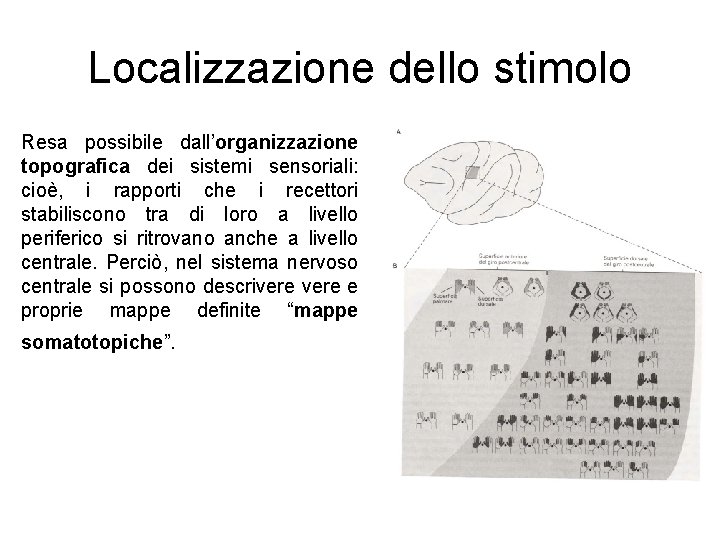 Localizzazione dello stimolo Resa possibile dall’organizzazione topografica dei sistemi sensoriali: cioè, i rapporti che