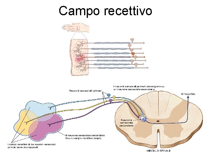 Campo recettivo 