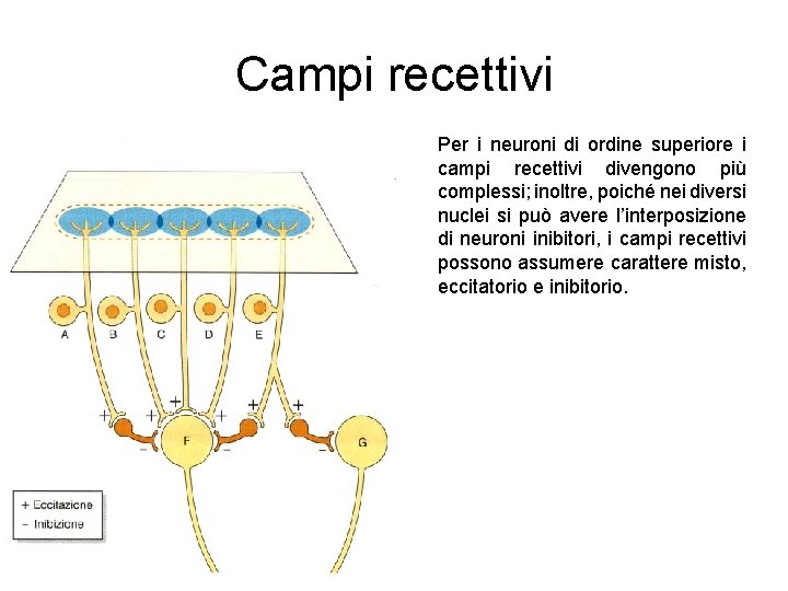 Campi recettivi Per i neuroni di ordine superiore i campi recettivi divengono più complessi;