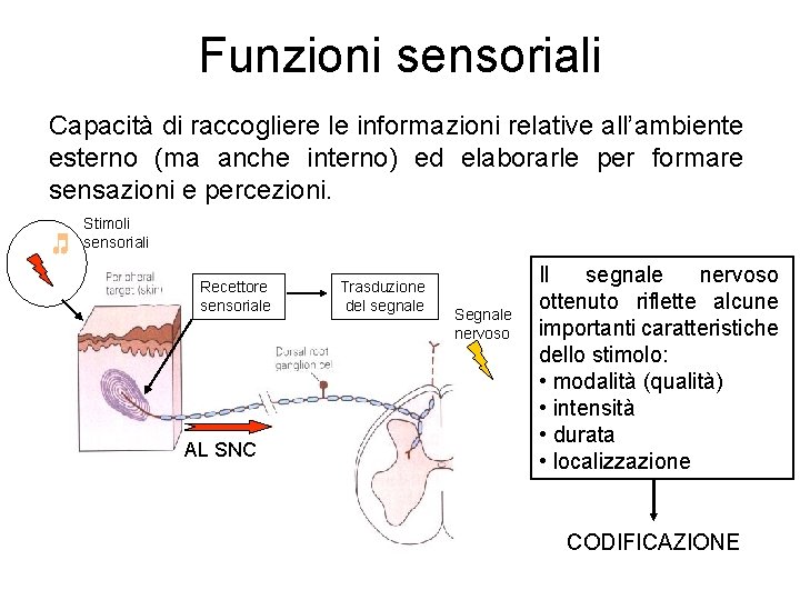 Funzioni sensoriali Capacità di raccogliere le informazioni relative all’ambiente esterno (ma anche interno) ed