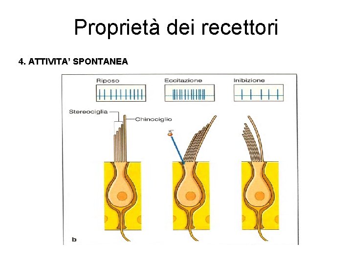 Proprietà dei recettori 4. ATTIVITA’ SPONTANEA 