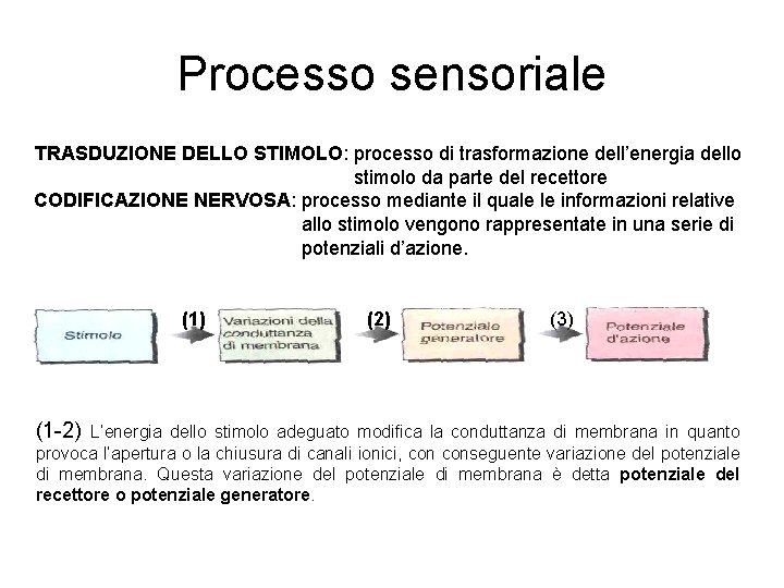 Processo sensoriale TRASDUZIONE DELLO STIMOLO: processo di trasformazione dell’energia dello stimolo da parte del