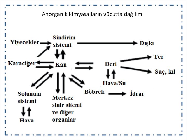 Anorganik kimyasalların vücutta dağılımı 