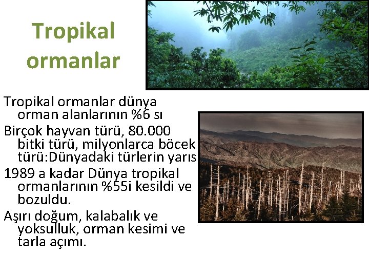 Tropikal ormanlar dünya orman alanlarının %6 sı Birçok hayvan türü, 80. 000 bitki türü,