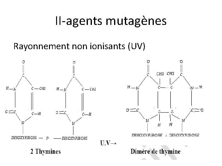 II-agents mutagènes Rayonnement non ionisants (UV) 