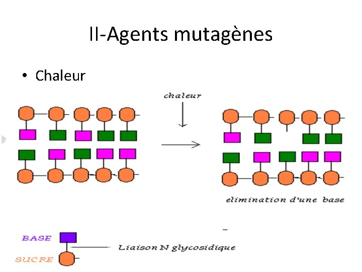 II-Agents mutagènes • Chaleur 