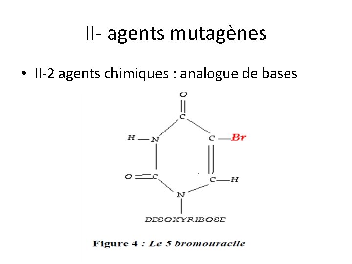 II- agents mutagènes • II-2 agents chimiques : analogue de bases 