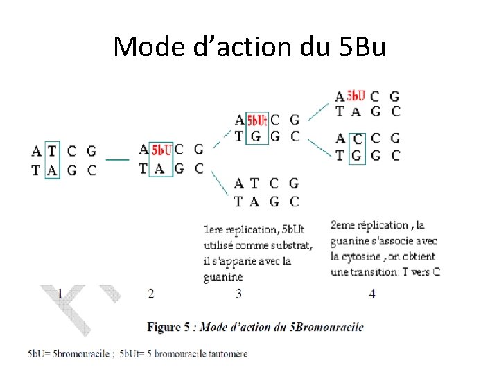 Mode d’action du 5 Bu 