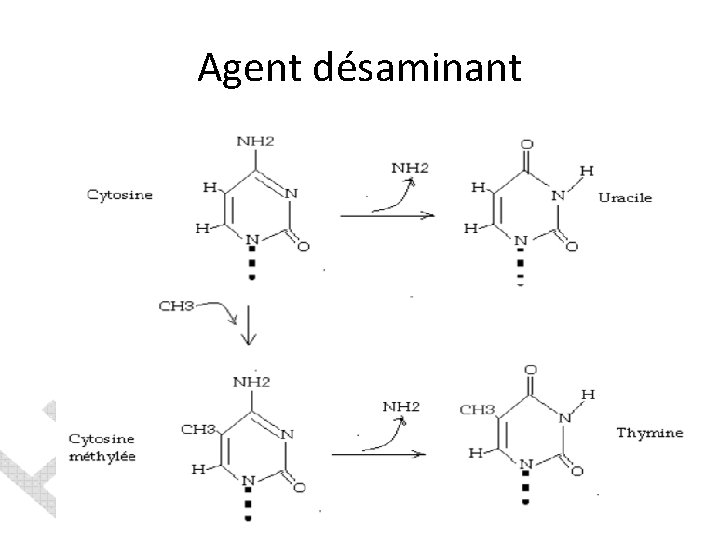 Agent désaminant 