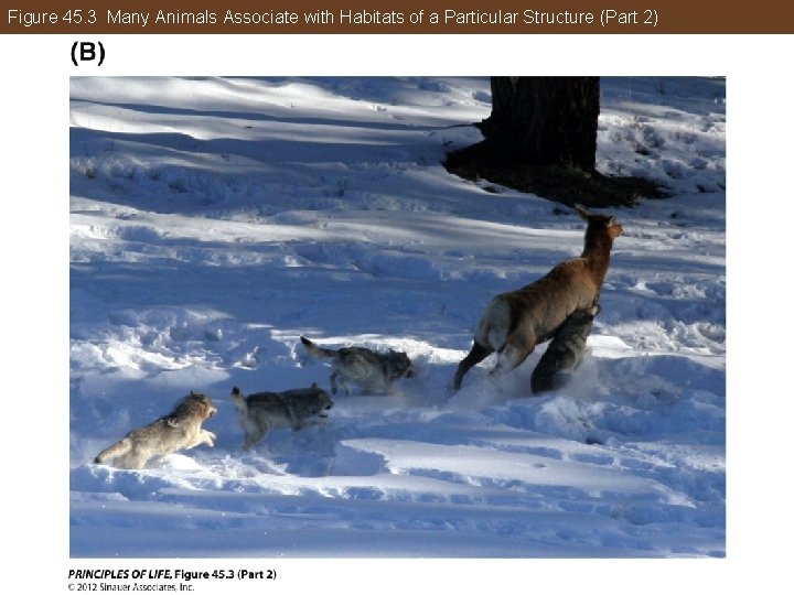 Figure 45. 3 Many Animals Associate with Habitats of a Particular Structure (Part 2)