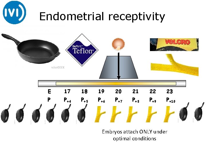 Endometrial receptivity E 17 18 19 20 21 22 23 P P+4 P+5 P+6