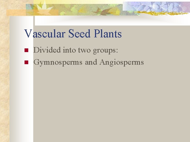 Vascular Seed Plants n n Divided into two groups: Gymnosperms and Angiosperms 