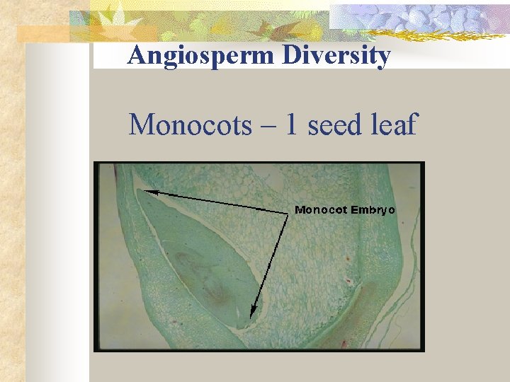 Angiosperm Diversity Monocots – 1 seed leaf 