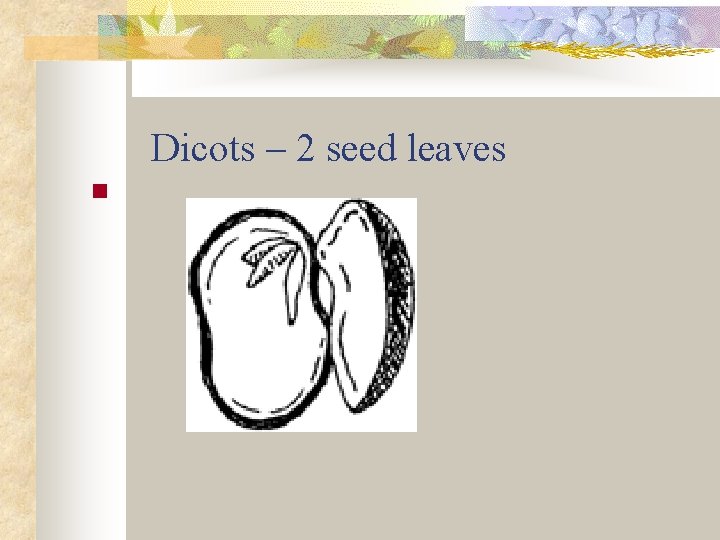 Dicots – 2 seed leaves n 