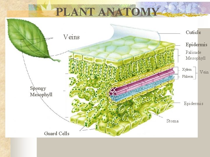 PLANT ANATOMY Cuticle Veins Epidermis Palisade Mesophyll Xylem Phloem Vein Spongy Mesophyll Epidermis Stoma