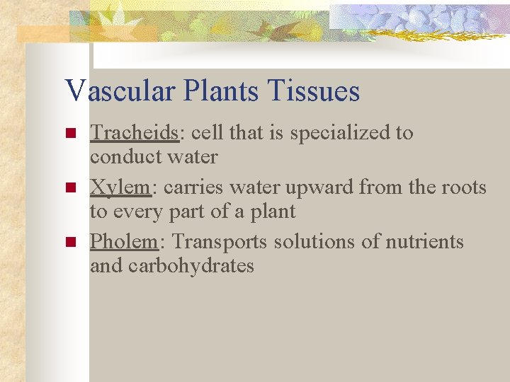 Vascular Plants Tissues n n n Tracheids: cell that is specialized to conduct water