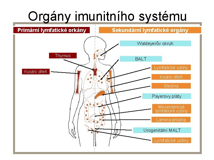 Orgány imunitního systému Primární lymfatické orkány Sekundární lymfatické orgány Waldeyerův okruh Thymus Kostní dřeň