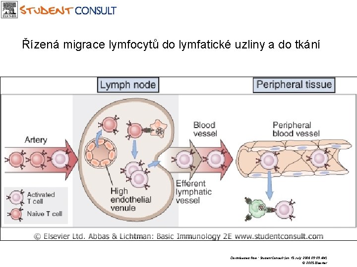 Řízená migrace lymfocytů do lymfatické uzliny a do tkání Downloaded from: Student. Consult (on