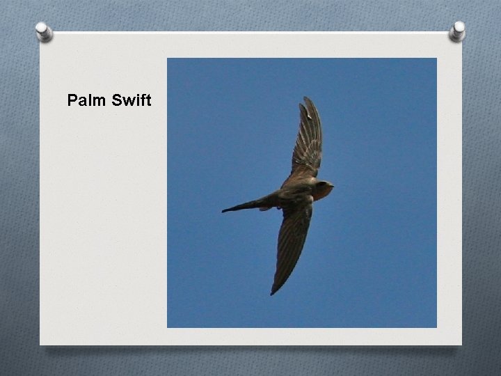 Palm Swift 