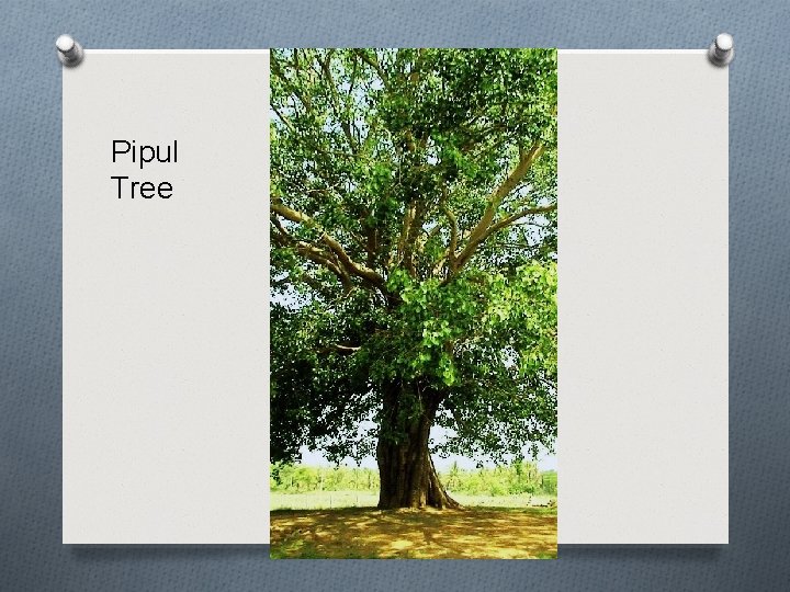 Pipul Tree 