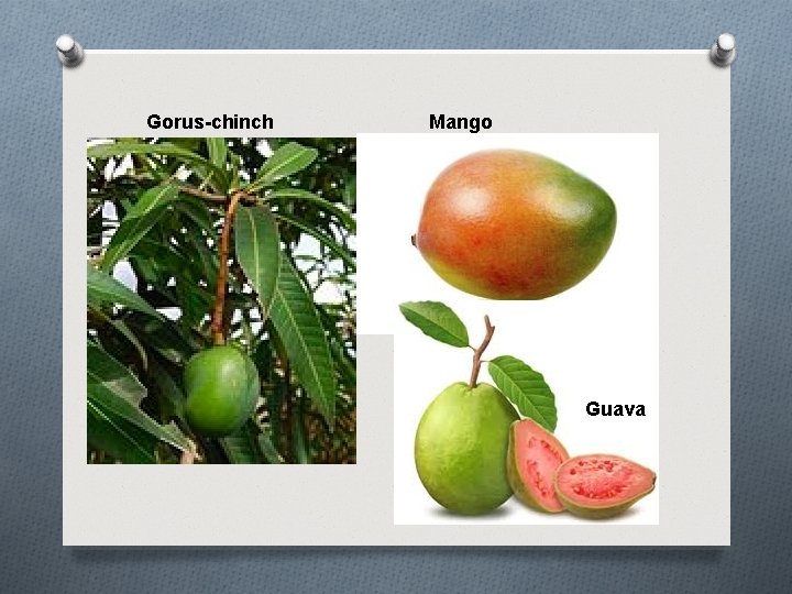 Gorus-chinch Mango Guava 