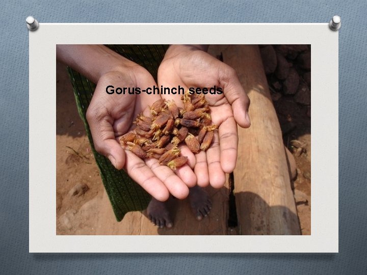 Gorus-chinch seeds 