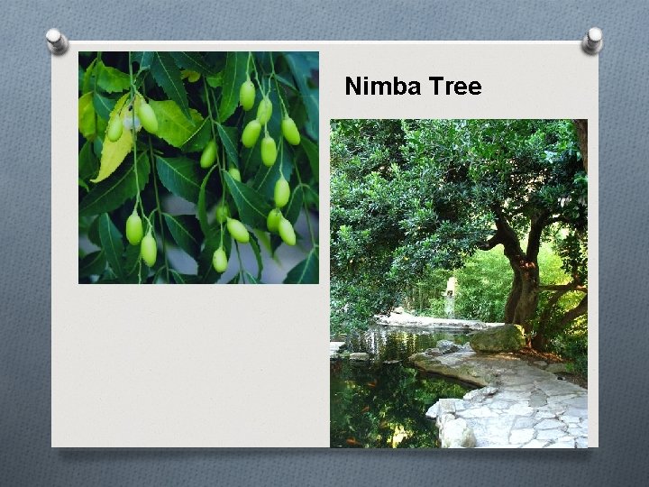 Nimba Tree 