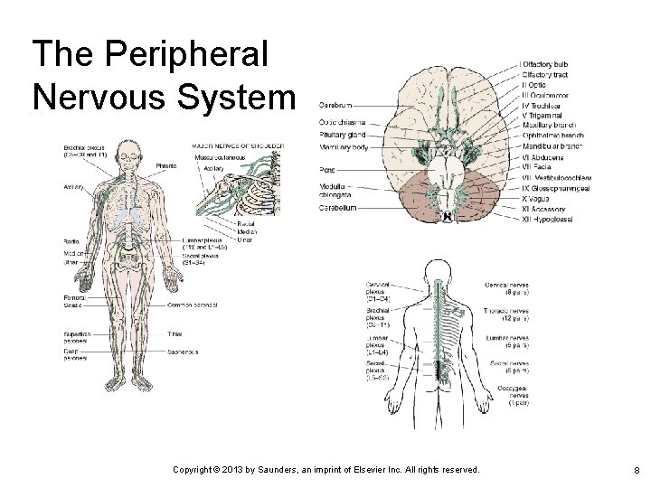 The Peripheral Nervous System Copyright © 2013 by Saunders, an imprint of Elsevier Inc.