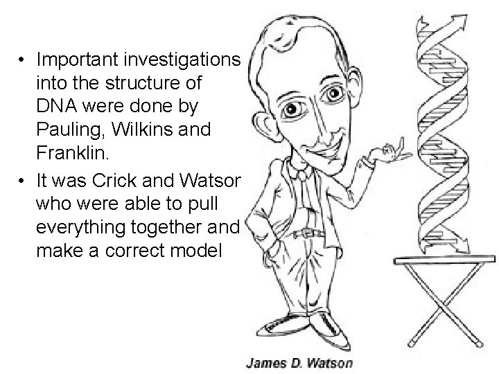  • Important investigations into the structure of DNA were done by Pauling, Wilkins