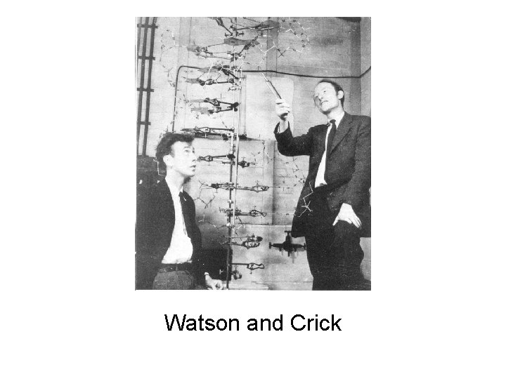 Watson and Crick 