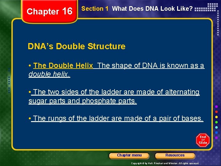 Chapter 16 Section 1 What Does DNA Look Like? DNA’s Double Structure • The